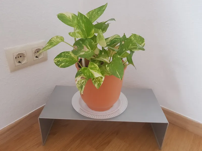 Fundación Sagrada Familia Y Santa Isabel