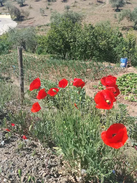 Residencia Besana - Málaga